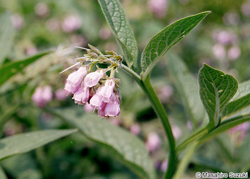 ヒレハリソウ Symphytum officinale