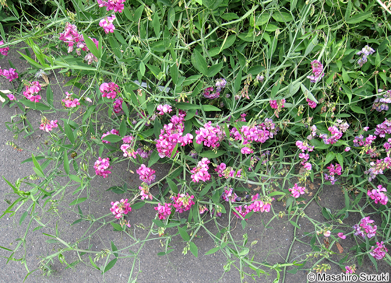 ヒロハノレンリソウ Lathyrus latifolius