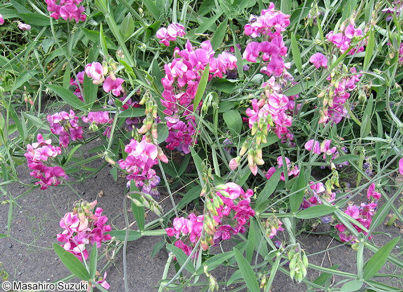 ヒロハノレンリソウ Lathyrus latifolius