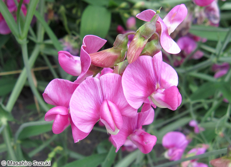ヒロハノレンリソウ Lathyrus latifolius