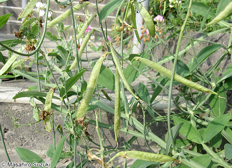 ヒロハノレンリソウ Lathyrus latifolius