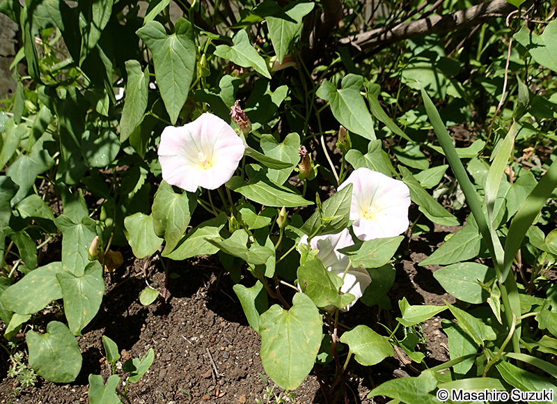 ヒルガオ Calystegia pubescens