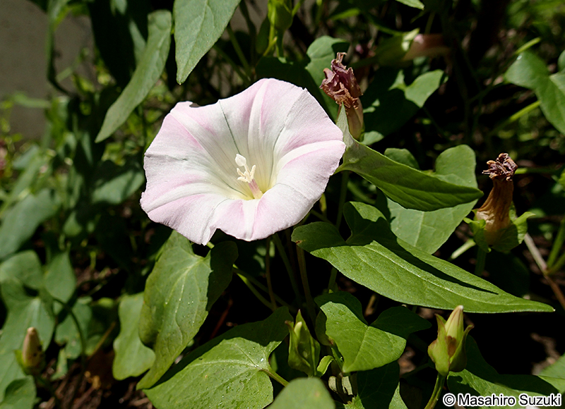 ヒルガオ Calystegia pubescens
