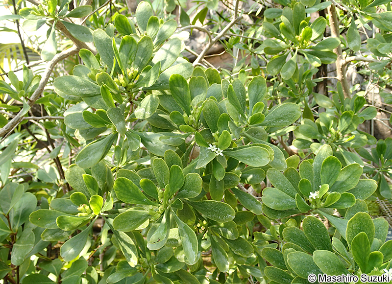 ヒルギモドキ Lumnitzera racemosa