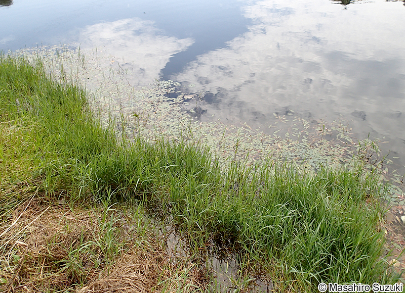 ヒルムシロ Potamogeton distinctus