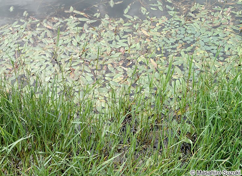 ヒルムシロ Potamogeton distinctus