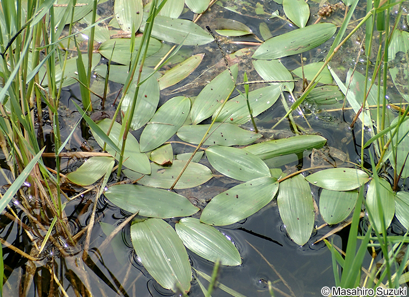 ヒルムシロ Potamogeton distinctus