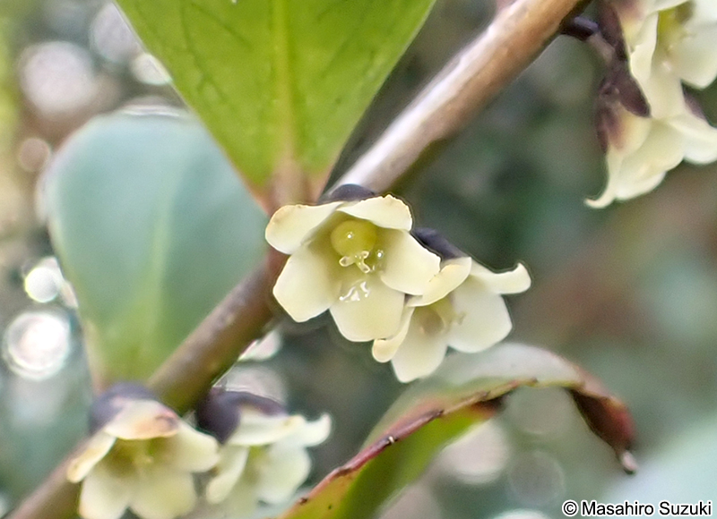ヒサカキ Eurya japonica