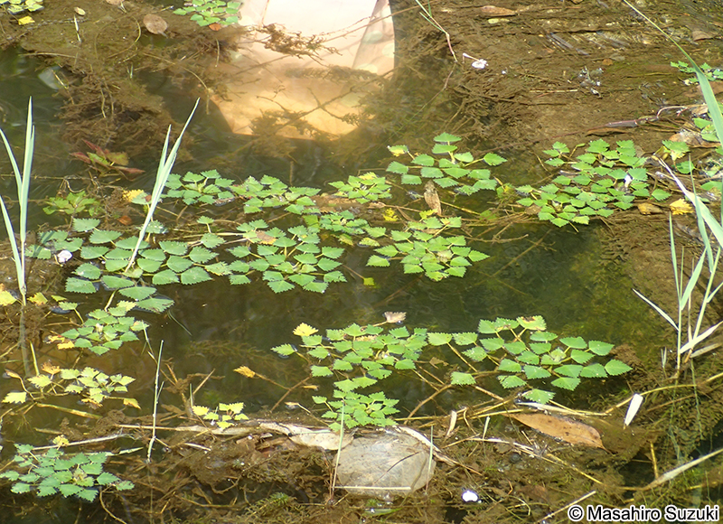 ヒシ Trapa japonica