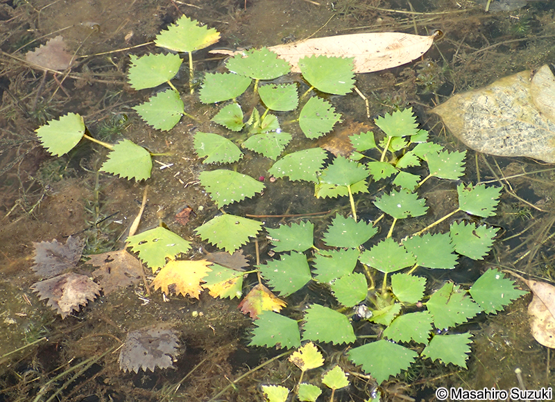 ヒシ Trapa japonica