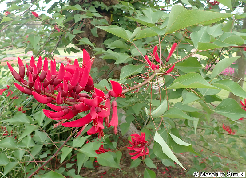 サンゴシトウ（ヒシバデイゴ） Erythrina x bidwillii