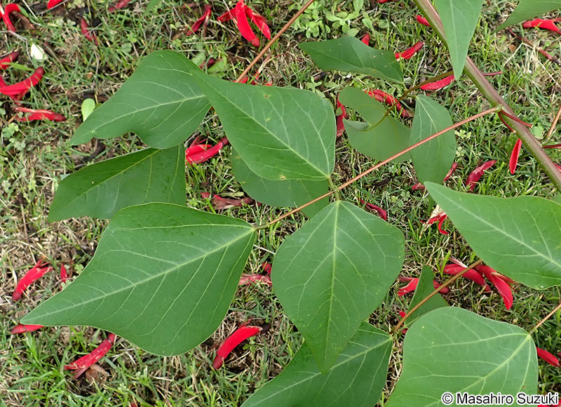 サンゴシトウ（ヒシバデイゴ） Erythrina x bidwillii