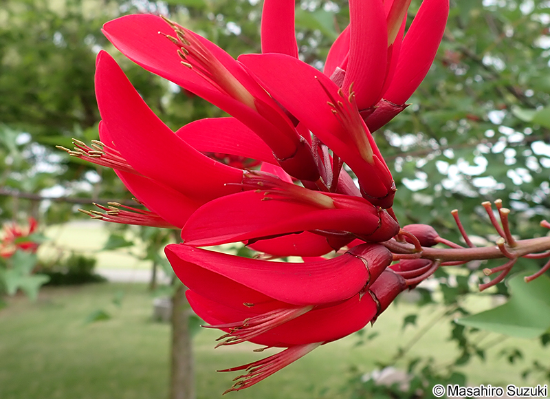サンゴシトウ（ヒシバデイゴ） Erythrina x bidwillii