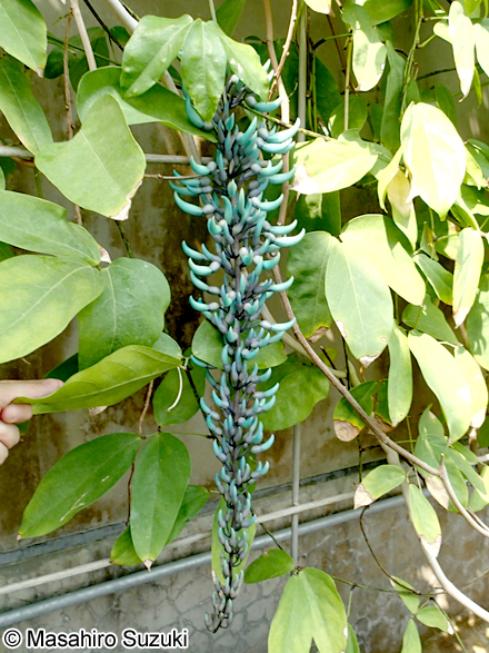 ヒスイカズラ Strongylodon macrobotrys