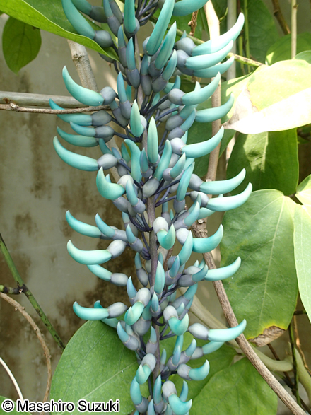 ヒスイカズラ Strongylodon macrobotrys