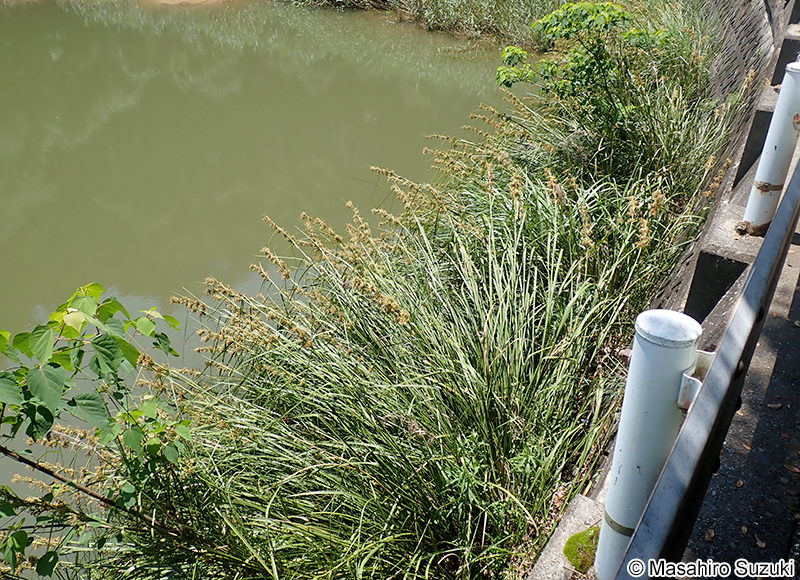 ヒトモトススキ Cladium jamaicense subsp. chinense