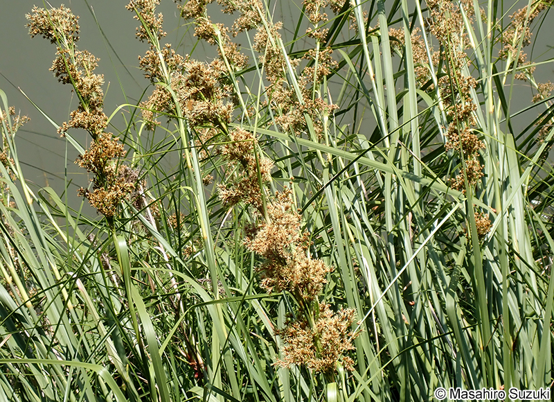 ヒトモトススキ Cladium jamaicense subsp. chinense