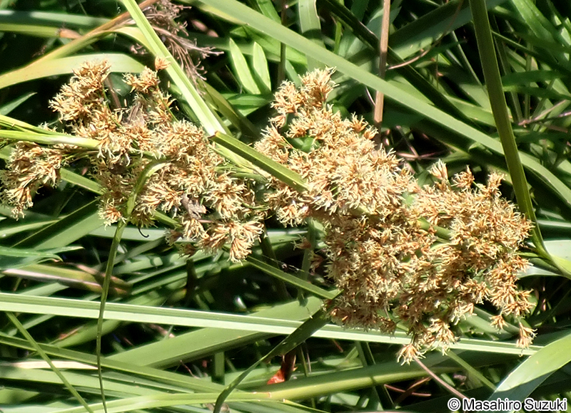 ヒトモトススキ Cladium jamaicense subsp. chinense