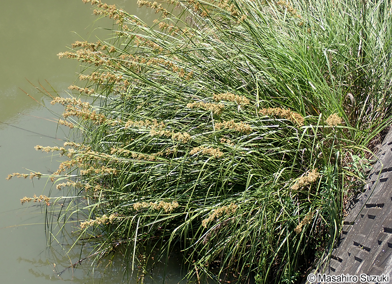 ヒトモトススキ Cladium jamaicense subsp. chinense