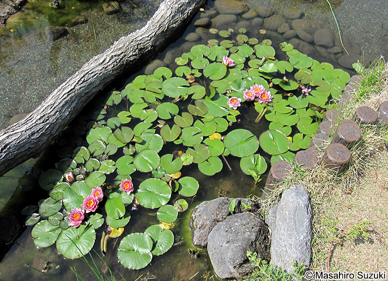 ヒツジグサ（スイレン） Nymphaea