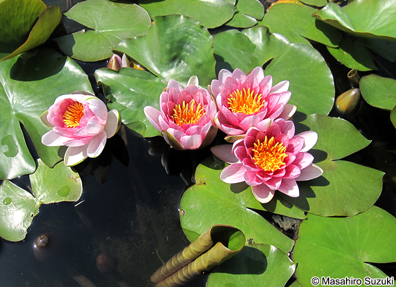 ヒツジグサ（スイレン） Nymphaea