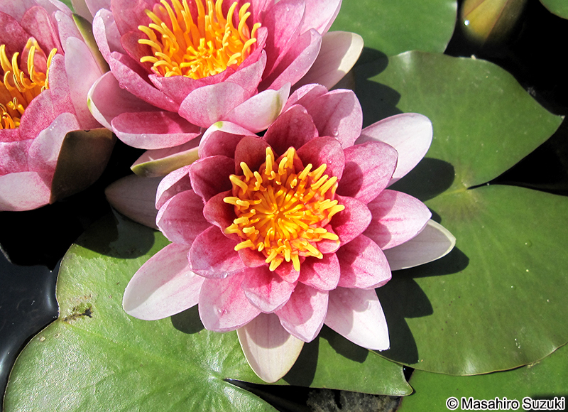 ヒツジグサ（スイレン） Nymphaea