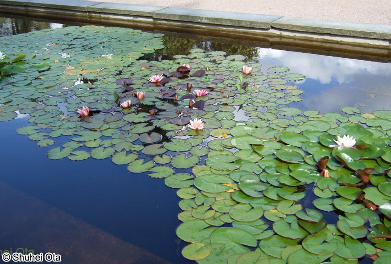 ヒツジグサ（スイレン） Nymphaea