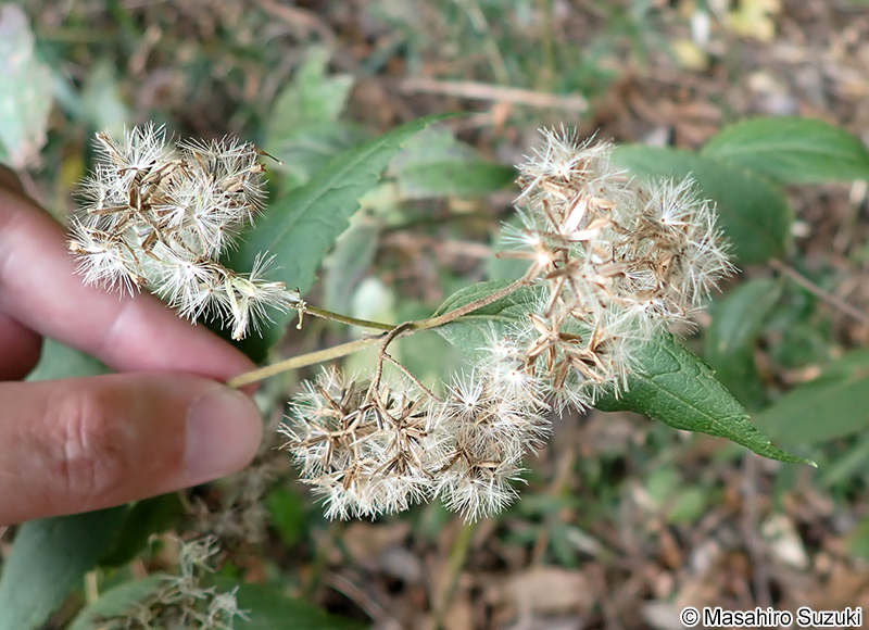 ヒヨドリバナ Eupatorium makinoi