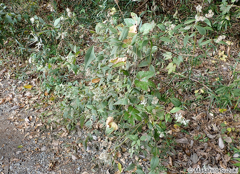 ヒヨドリバナ Eupatorium makinoi