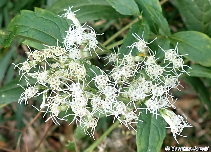 ヒヨドリバナ Eupatorium makinoi