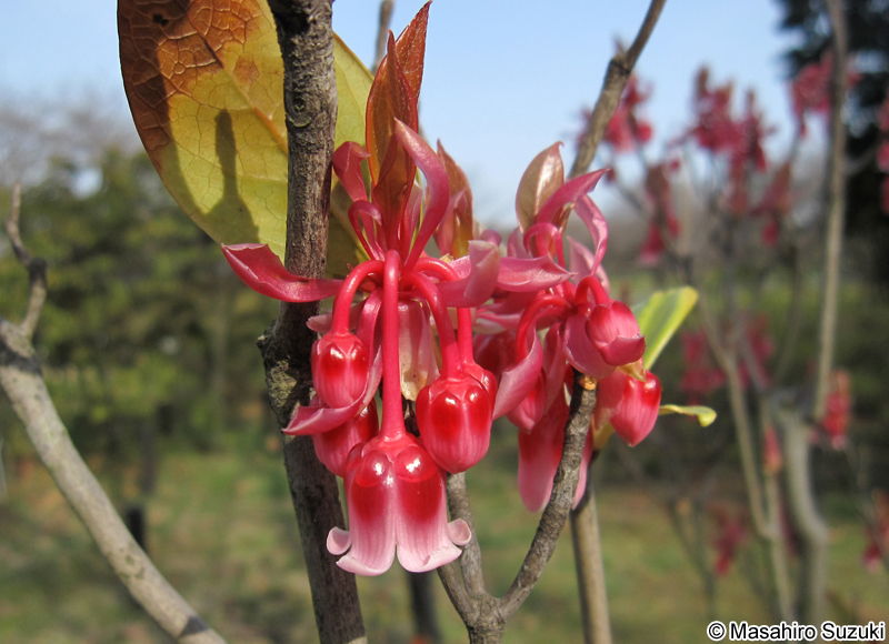 コヤスドウダン（ホンコンドウダン） Enkianthus quinqueflorus