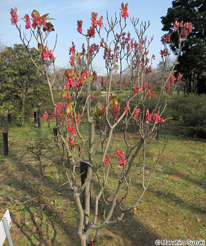 コヤスドウダン（ホンコンドウダン） Enkianthus quinqueflorus