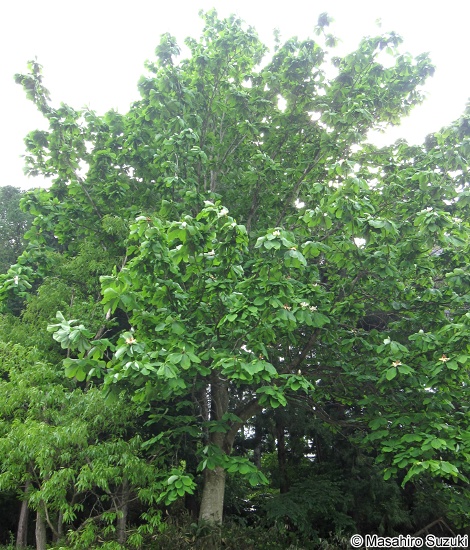 ホオノキ Magnolia obovata