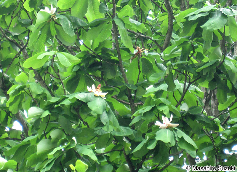 ホオノキ Magnolia obovata