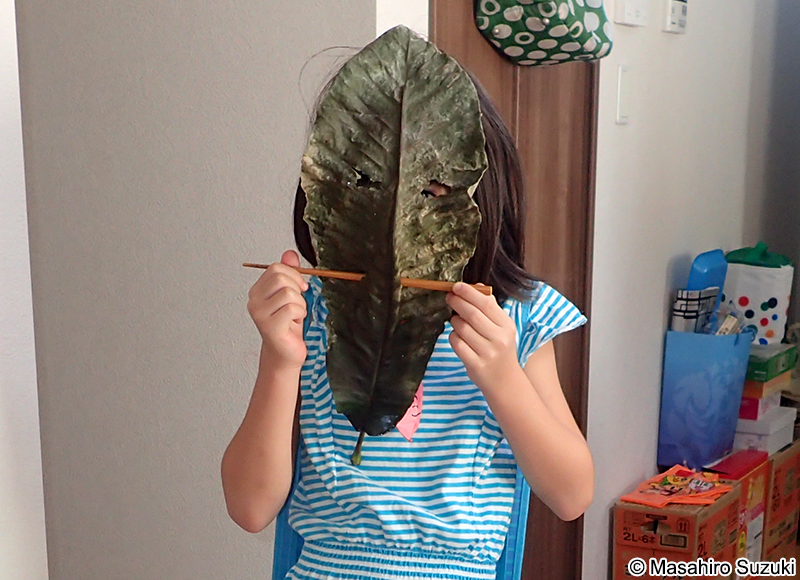 ホオノキのお面