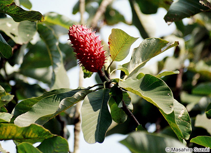 ホオノキ Magnolia obovata