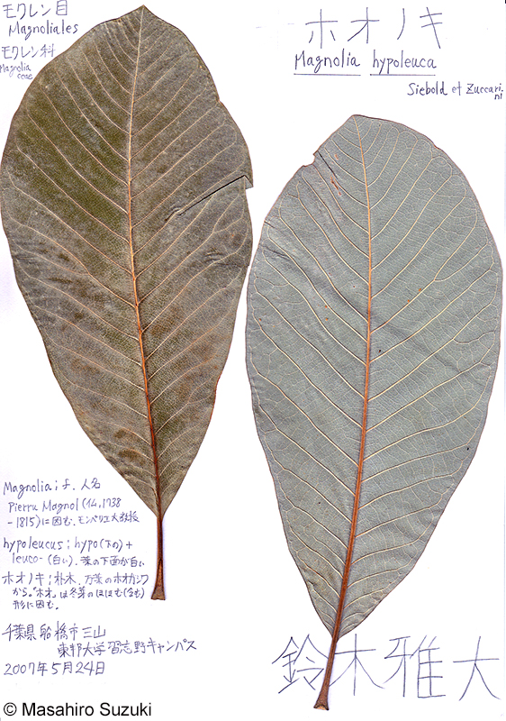 ホオノキの押し葉