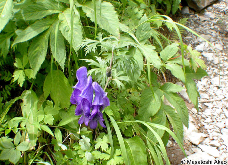ホソバトリカブト Aconitum senanense