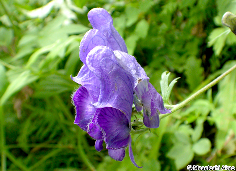 ホソバトリカブト Aconitum senanense