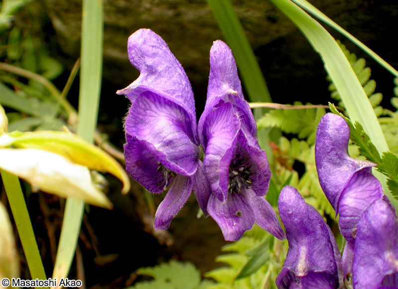 ホソバトリカブト Aconitum senanense