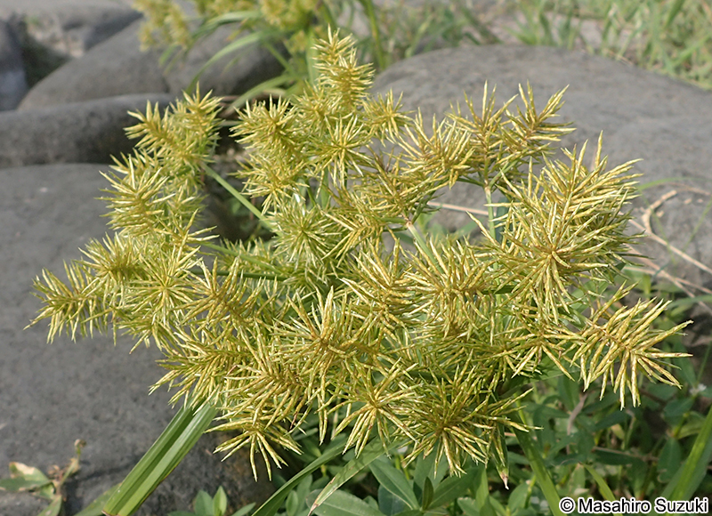 ホソミキンガヤツリ Cyperus engelmannii