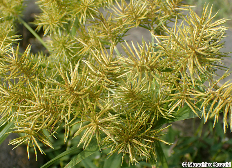 ホソミキンガヤツリ Cyperus engelmannii