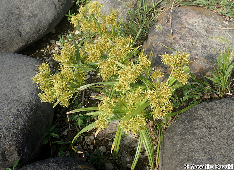ホソミキンガヤツリ Cyperus engelmannii