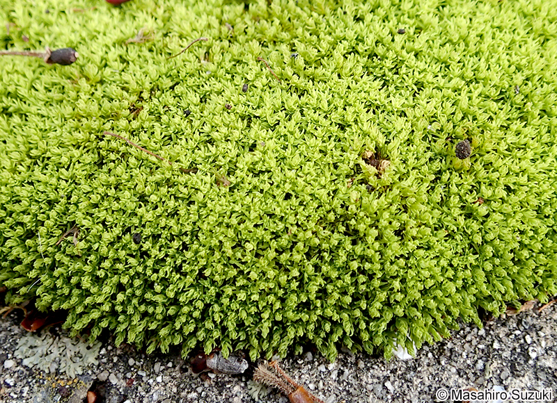 ホソウリゴケ Brachymenium exile