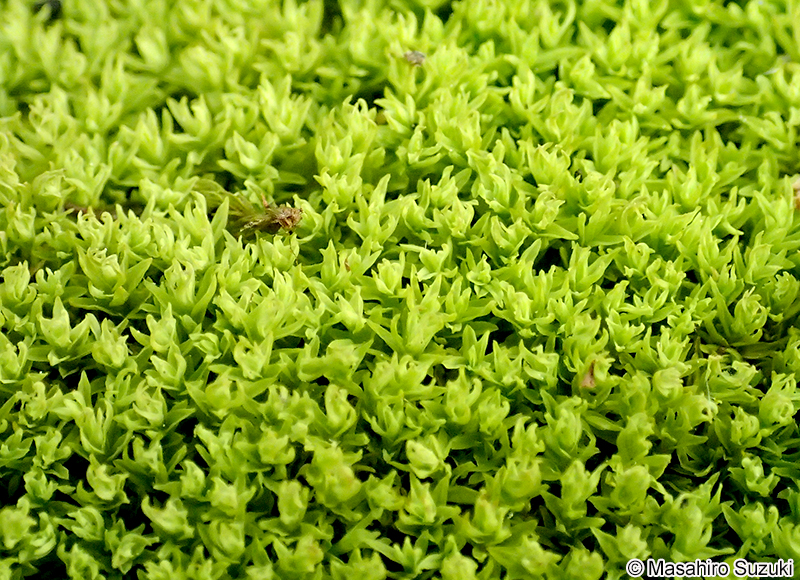 ホソウリゴケ Brachymenium exile