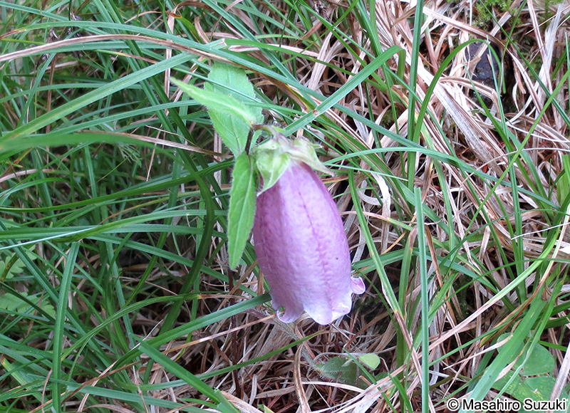 ヤマホタルブクロ Campanula punctata var. hondoensis
