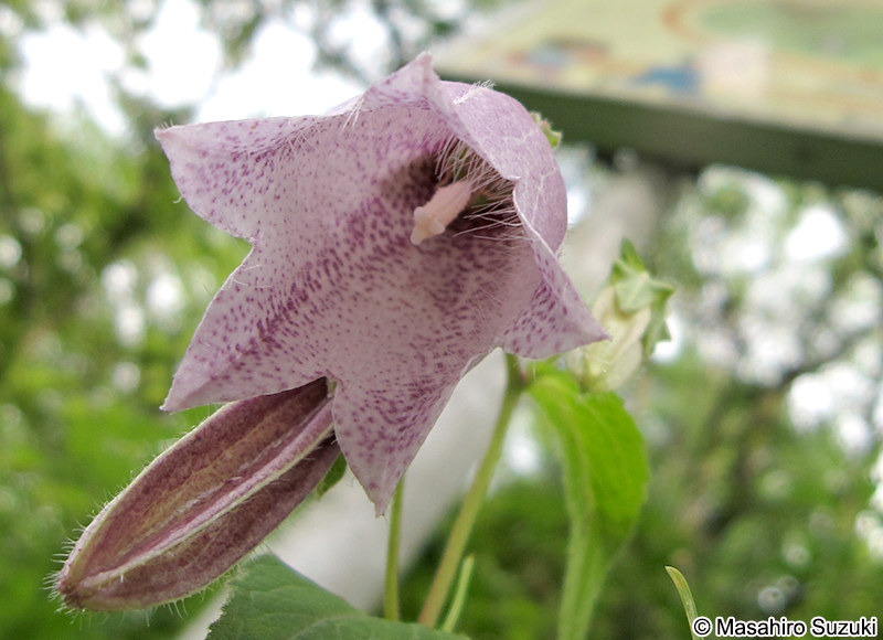 ヤマホタルブクロ Campanula punctata var. hondoensis