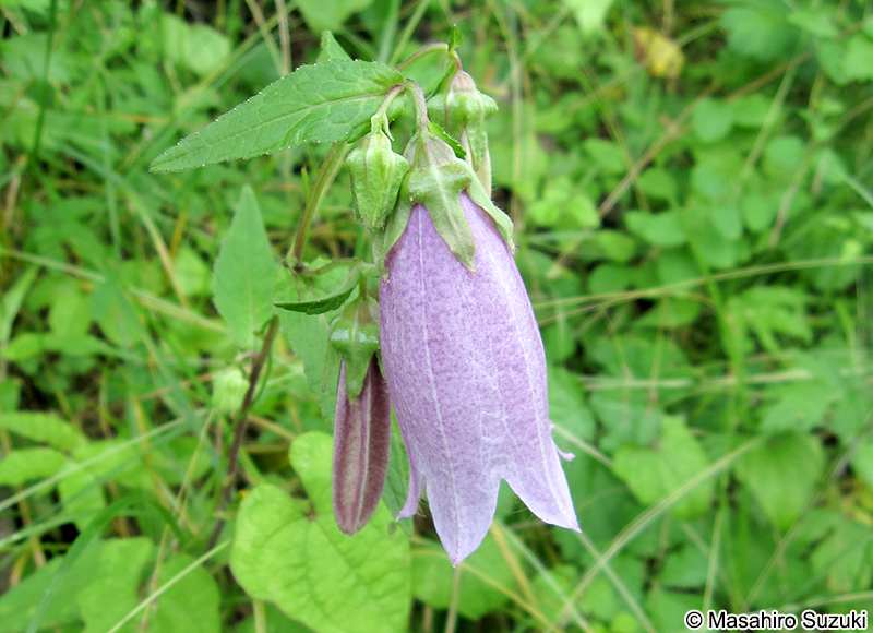 ヤマホタルブクロ Campanula punctata var. hondoensis