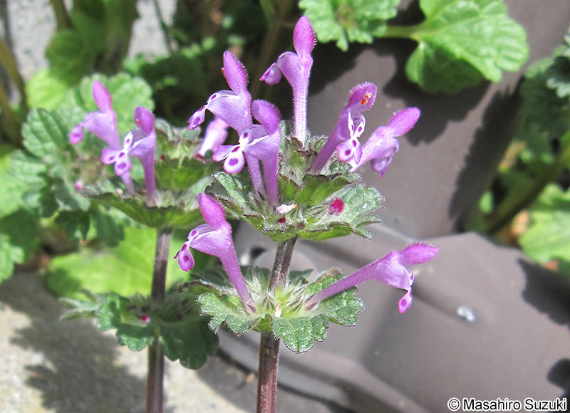 ホトケノザ Lamium amplexicaule