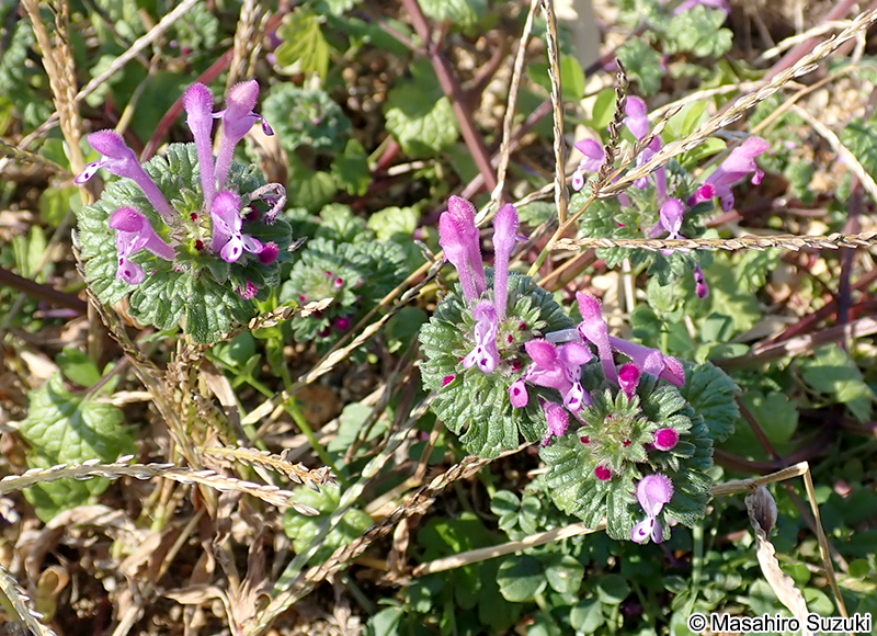 ホトケノザ Lamium amplexicaule